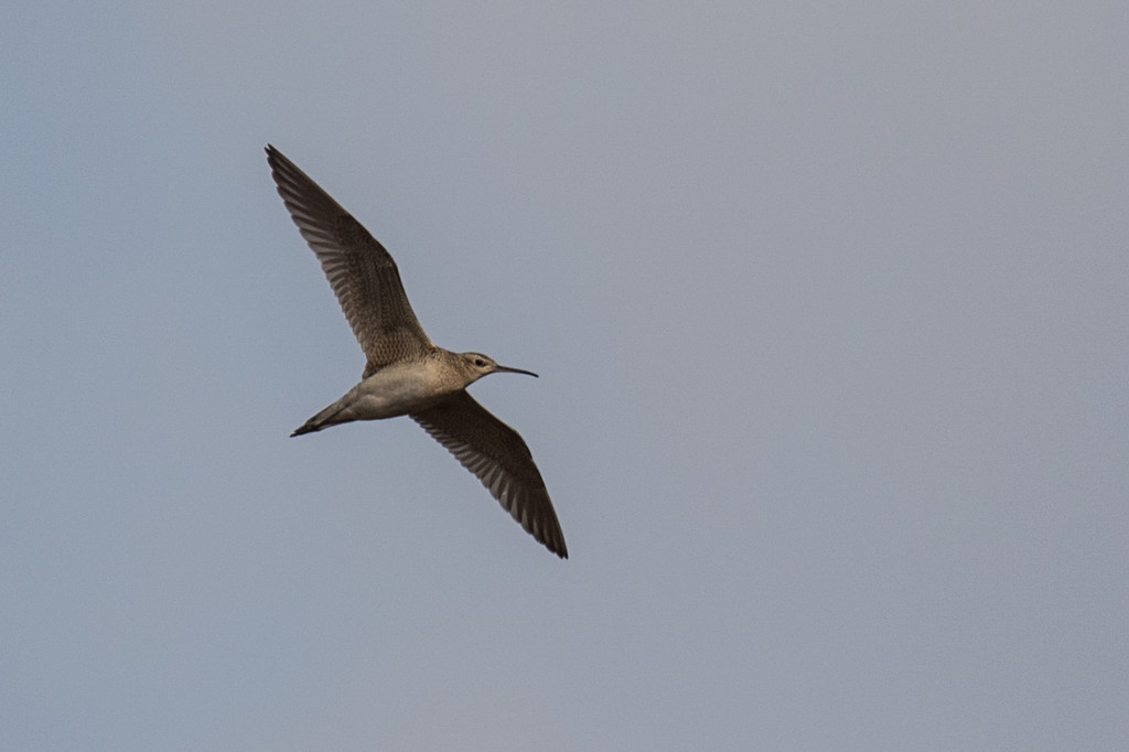 Little Curlew - ML141127301