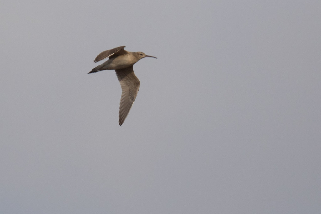 Little Curlew - ML141127311