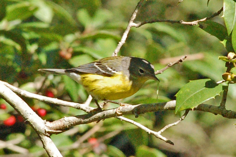 Magnolia Warbler - ML141127551