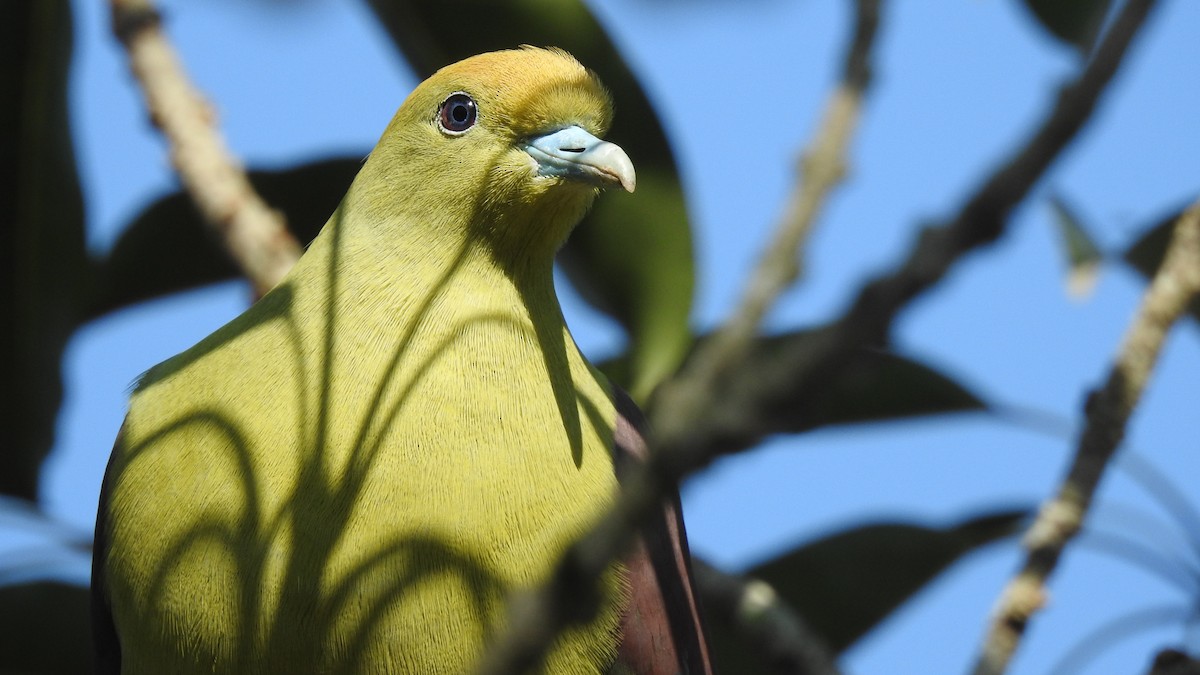 Whistling Green-Pigeon (Taiwan) - SHIH-BIN TSAI