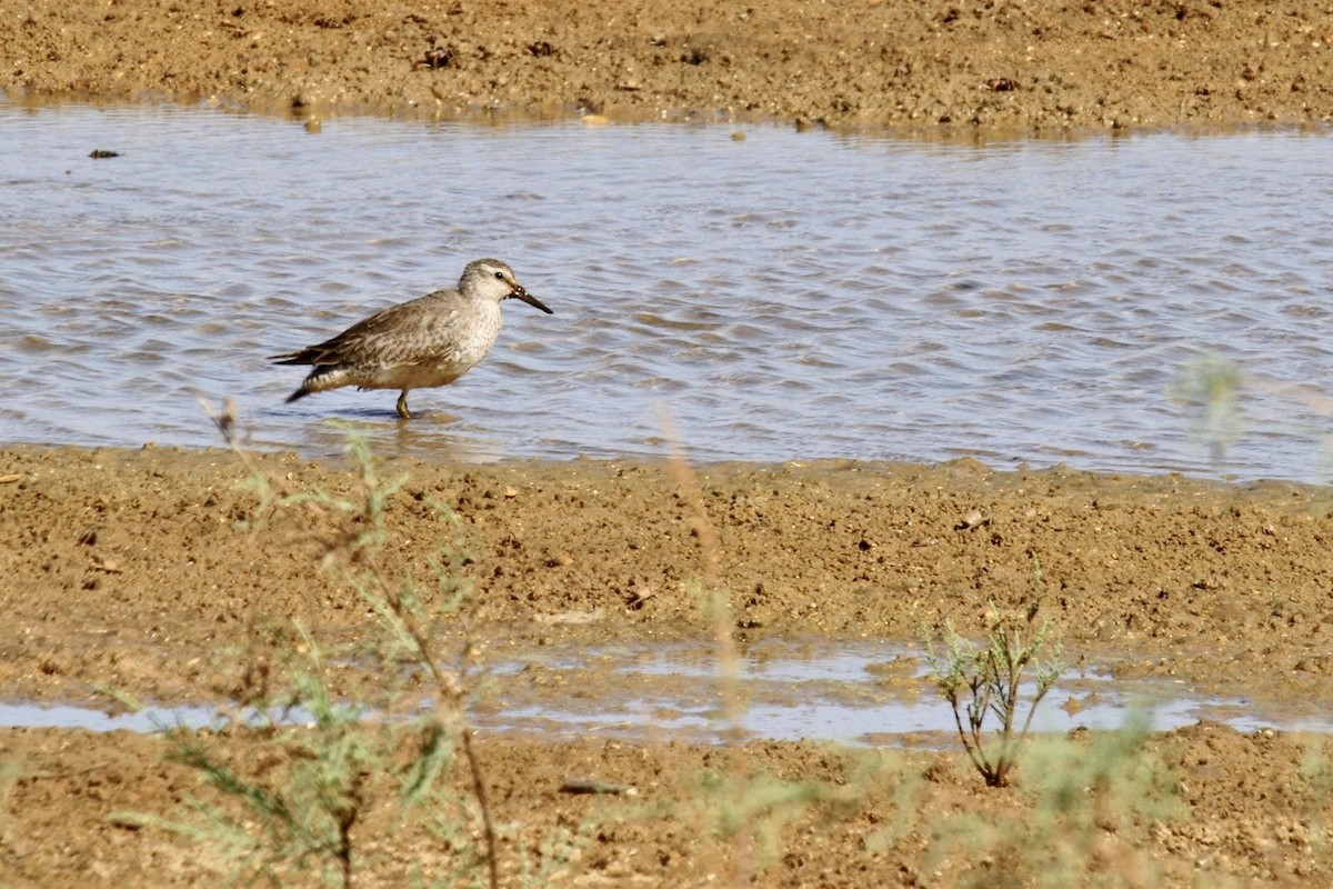 Red Knot - Frédéric Bacuez