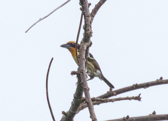 Gilded Barbet - ML141133471