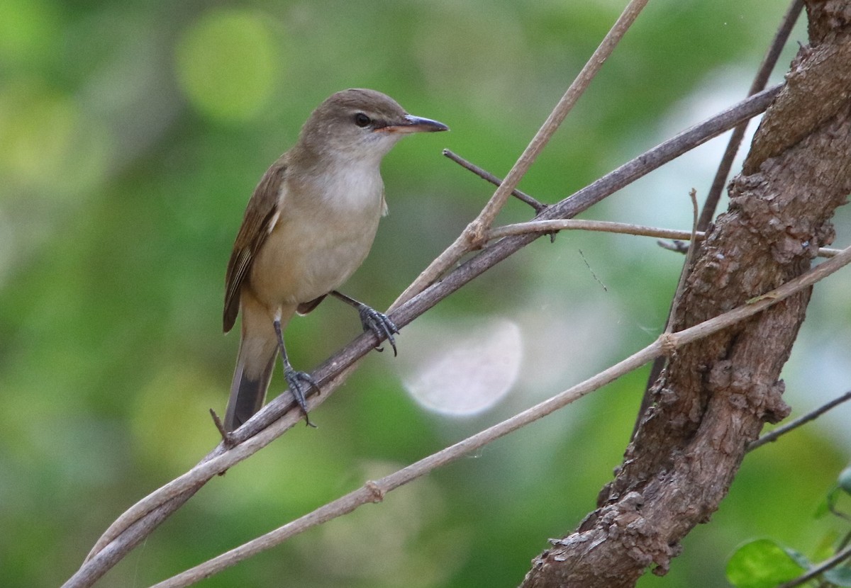 Clamorous Reed Warbler - ML141133691