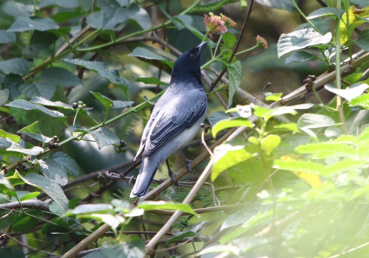 Black-headed Cuckooshrike - ML141133861