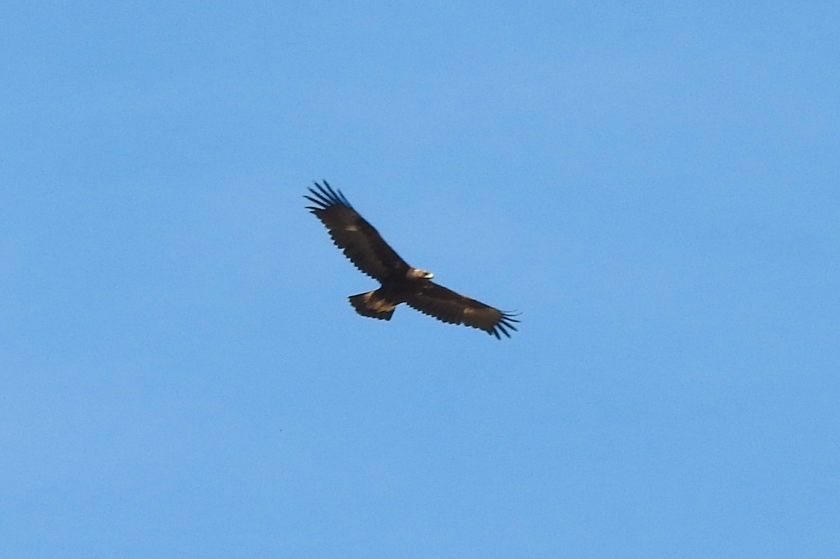 Golden Eagle - ML141134501