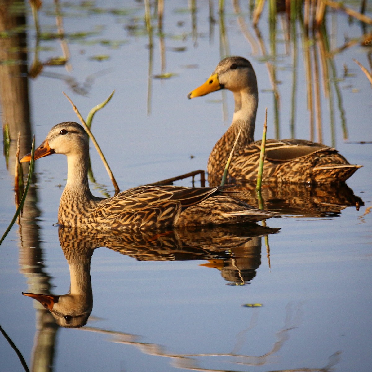 Mottled Duck - ML141134651