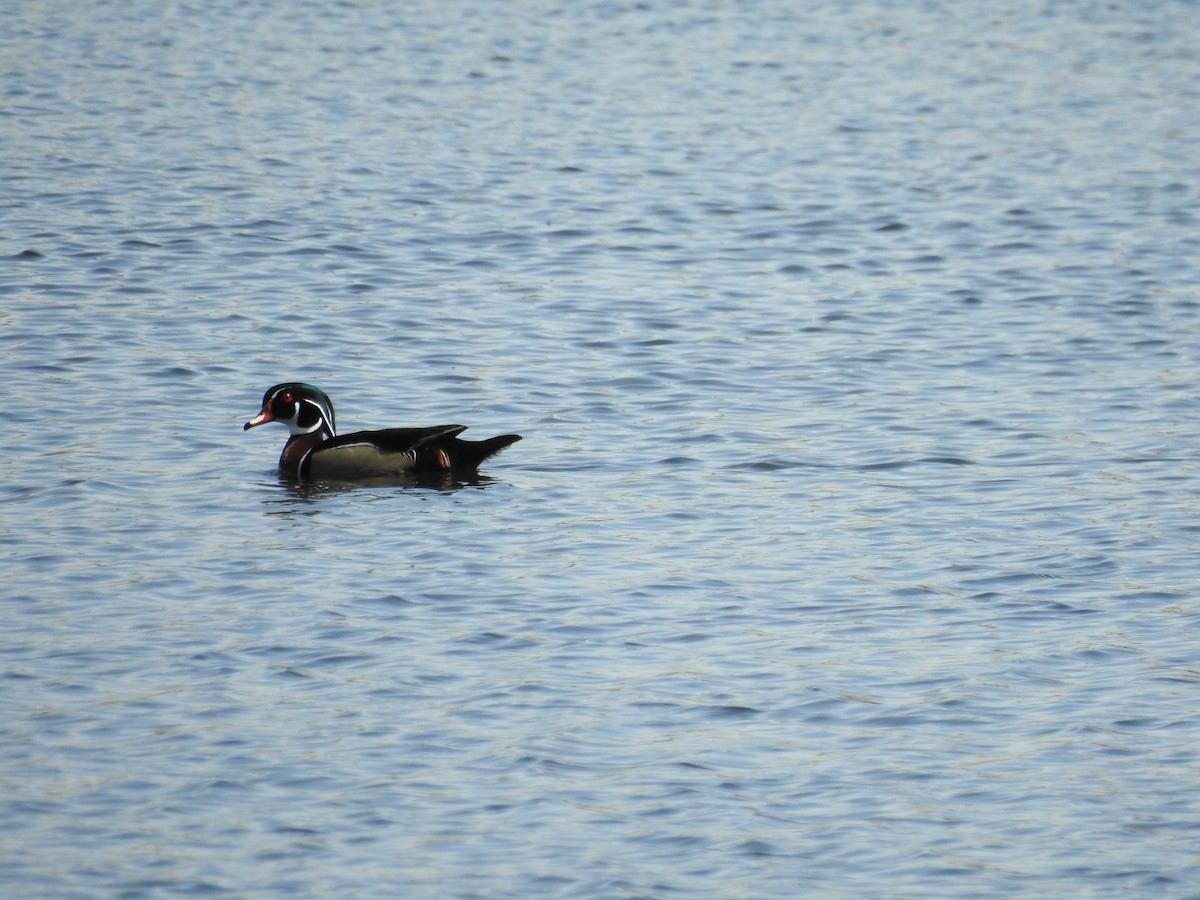 Wood Duck - ML141135041