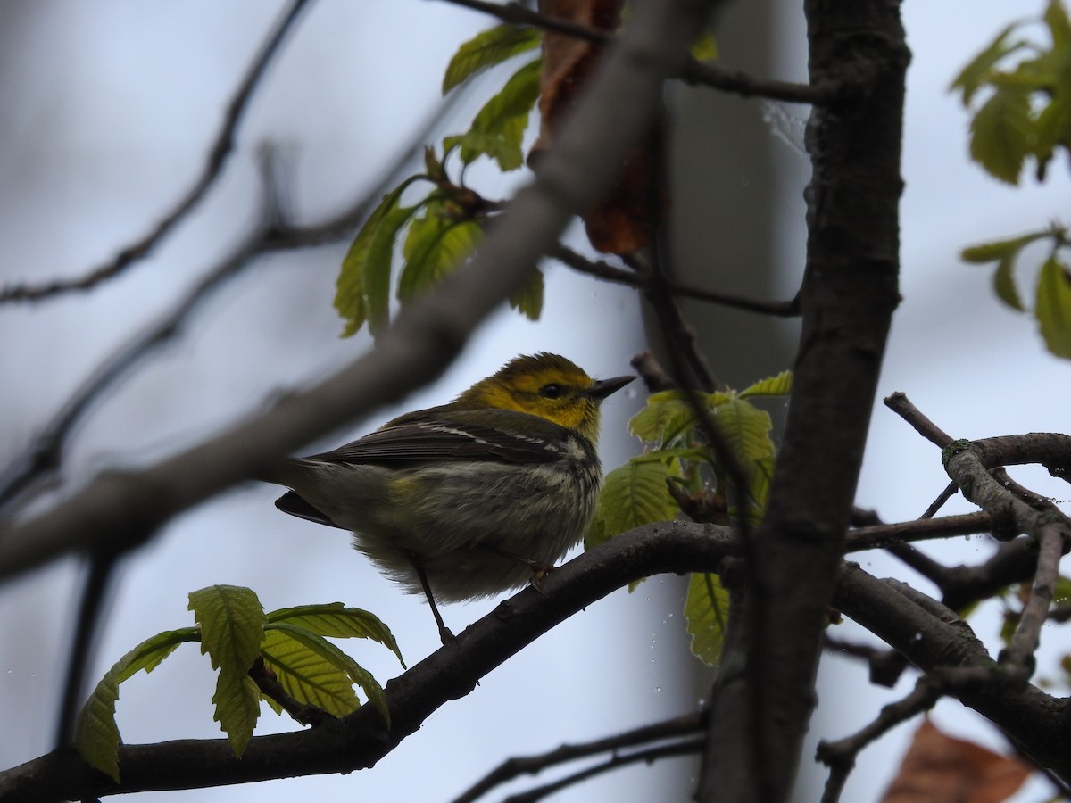 Grünmantel-Waldsänger - ML141135171