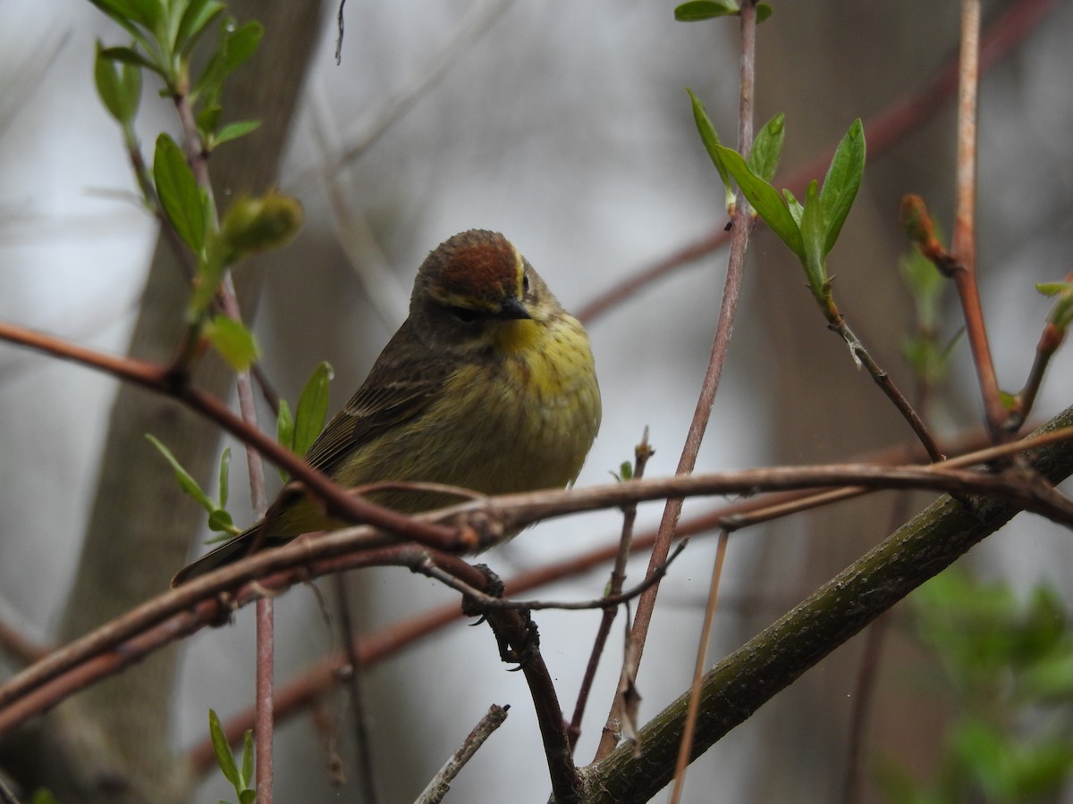 Palm Warbler - ML141135191