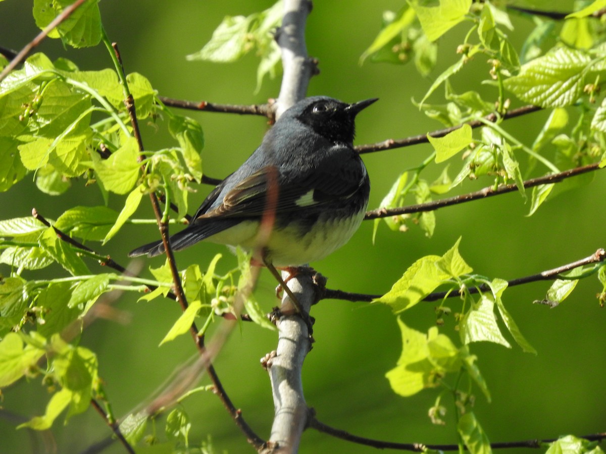 Black-throated Blue Warbler - ML141135231