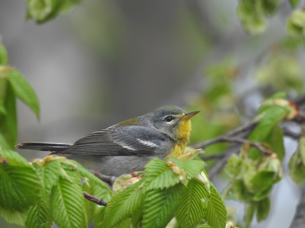 Northern Parula - ML141135271