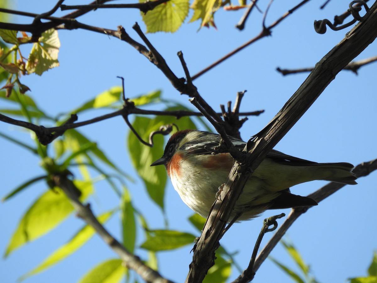 Bay-breasted Warbler - ML141135291