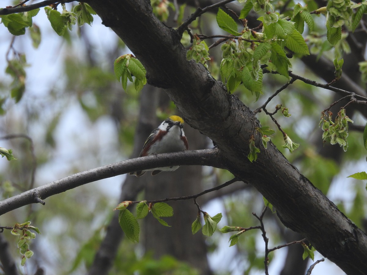 Chestnut-sided Warbler - ML141135301