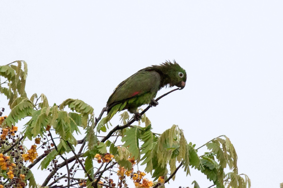 Mealy Parrot - ML141135421