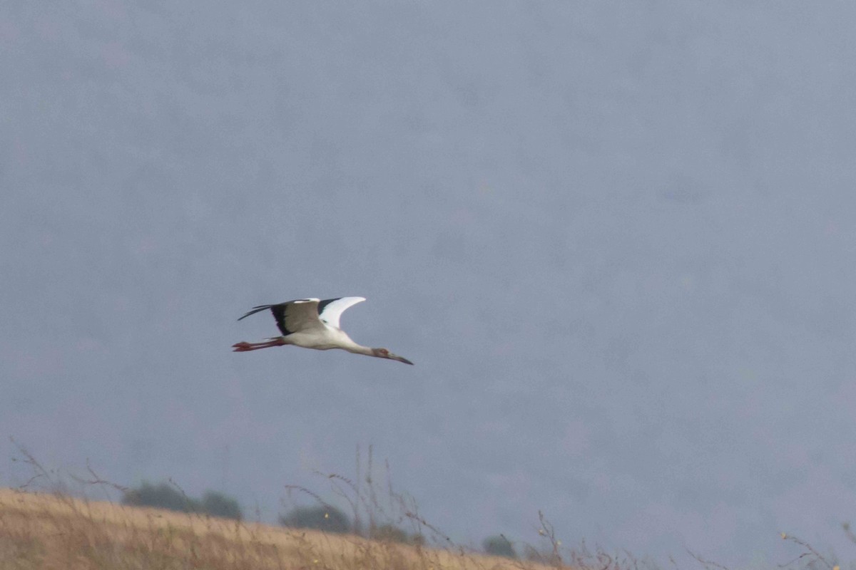 Maguari Stork - Linda Rudolph