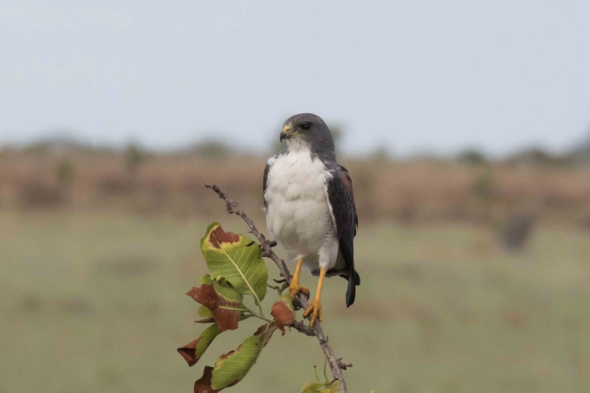 White-tailed Hawk - Linda Rudolph