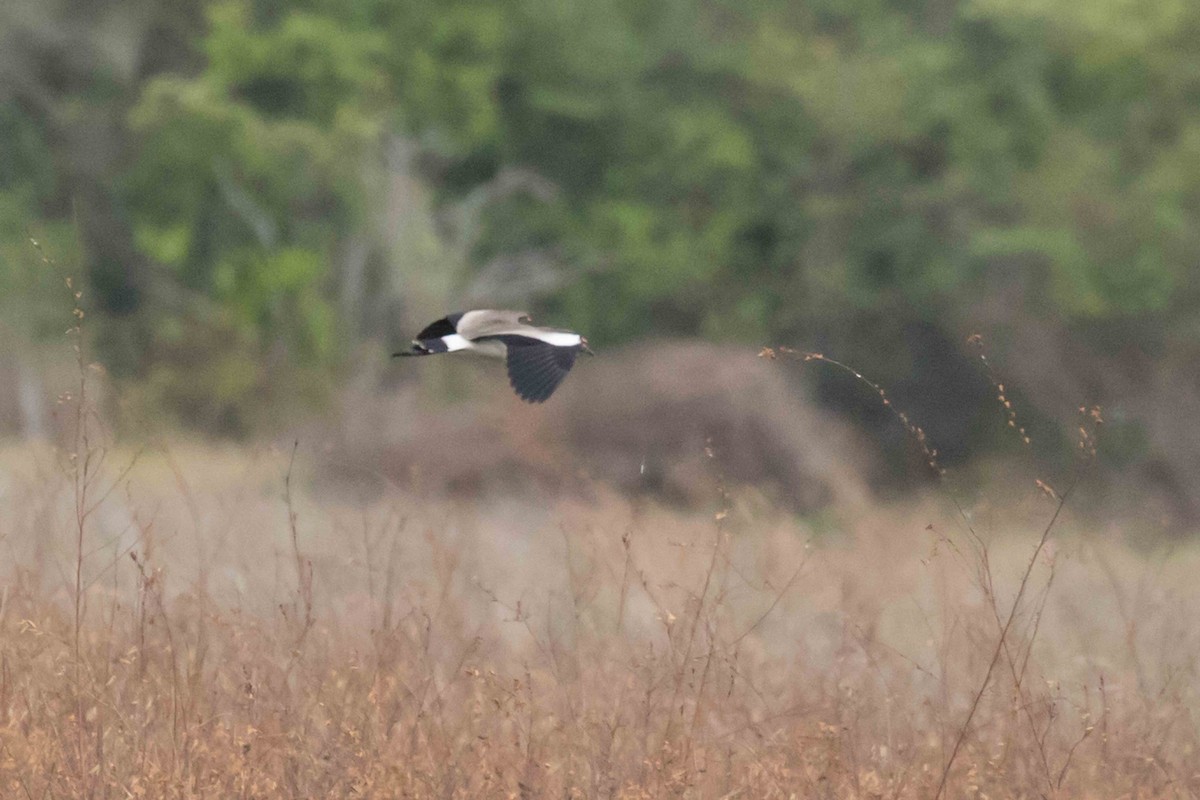 Southern Lapwing - ML141136251