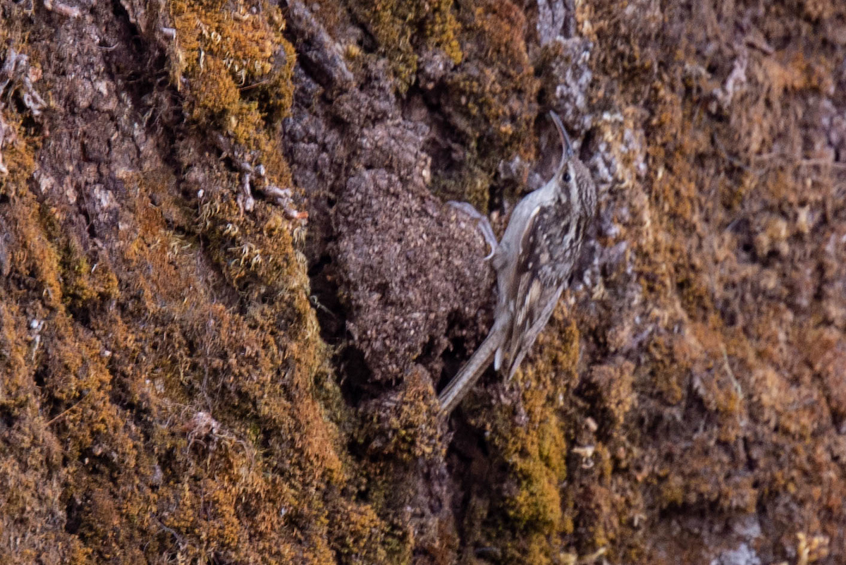 Grimpereau de l'Himalaya - ML141138251