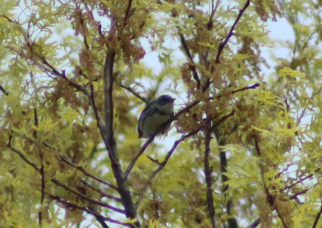 Blauwaldsänger - ML141138581