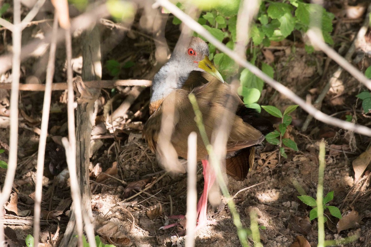 Gray-cowled Wood-Rail - ML141138751