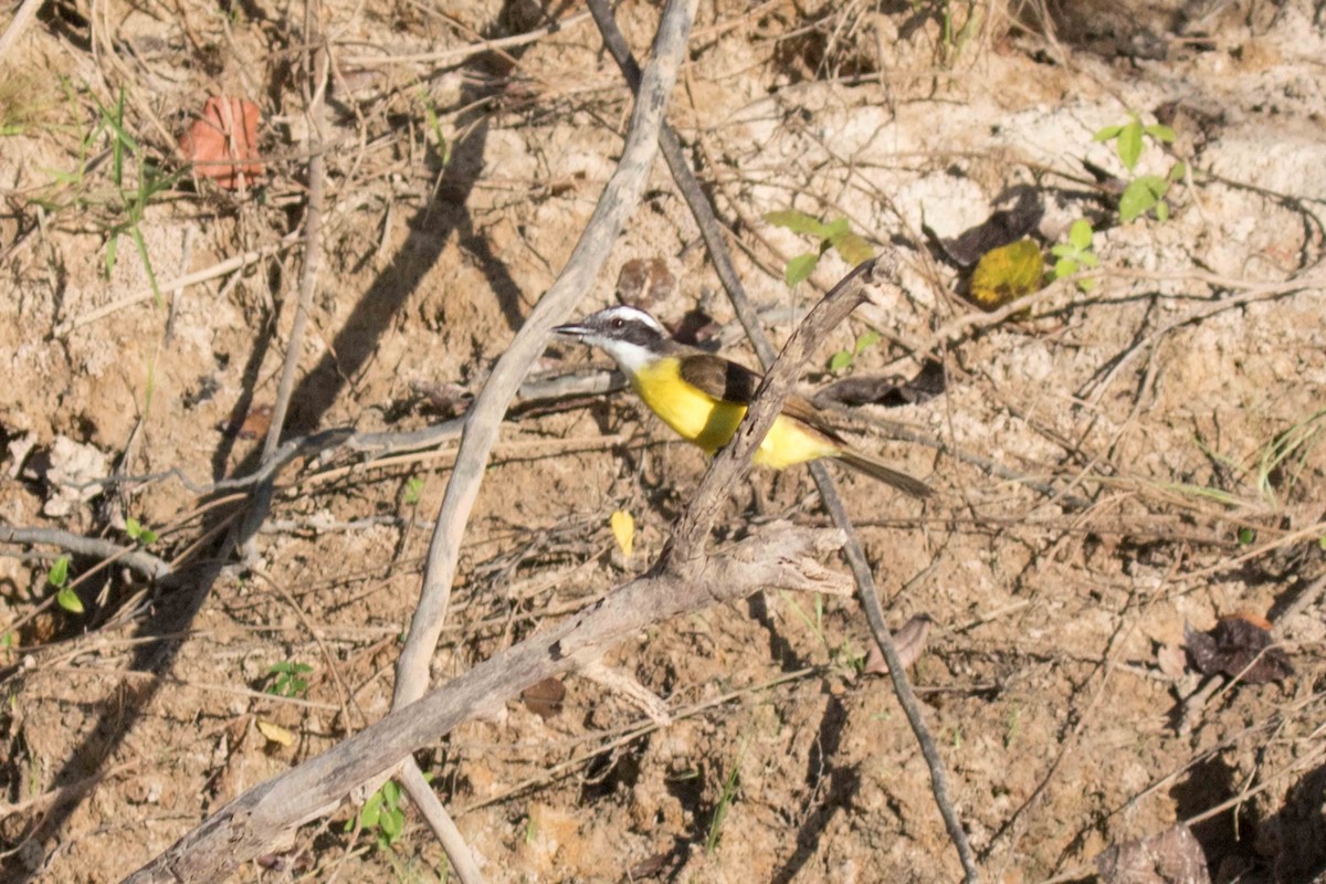 Lesser Kiskadee - ML141139151