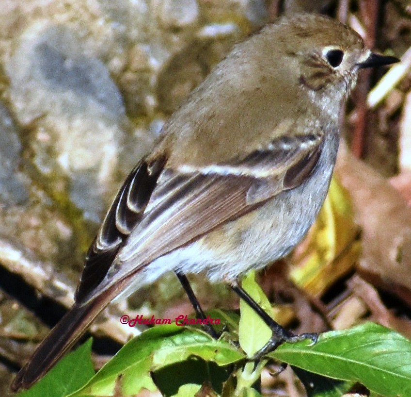 Blue-capped Redstart - ML141139361