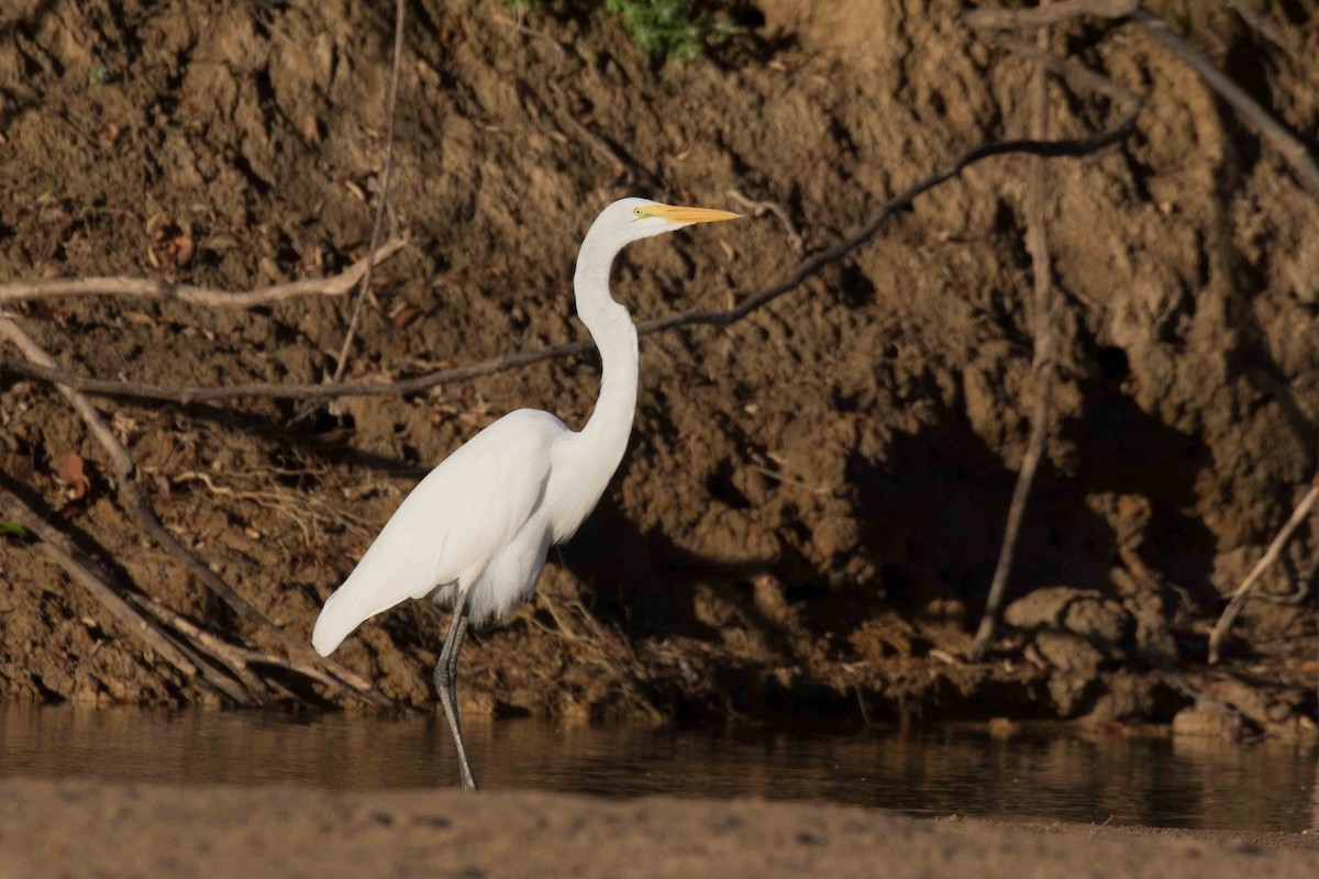 Great Egret - ML141139571