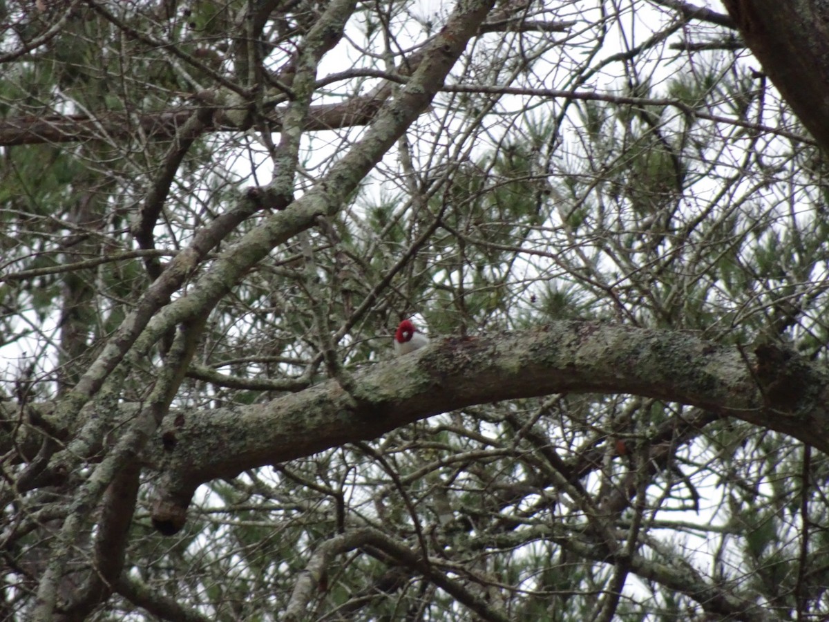 Red-headed Woodpecker - ML141139821