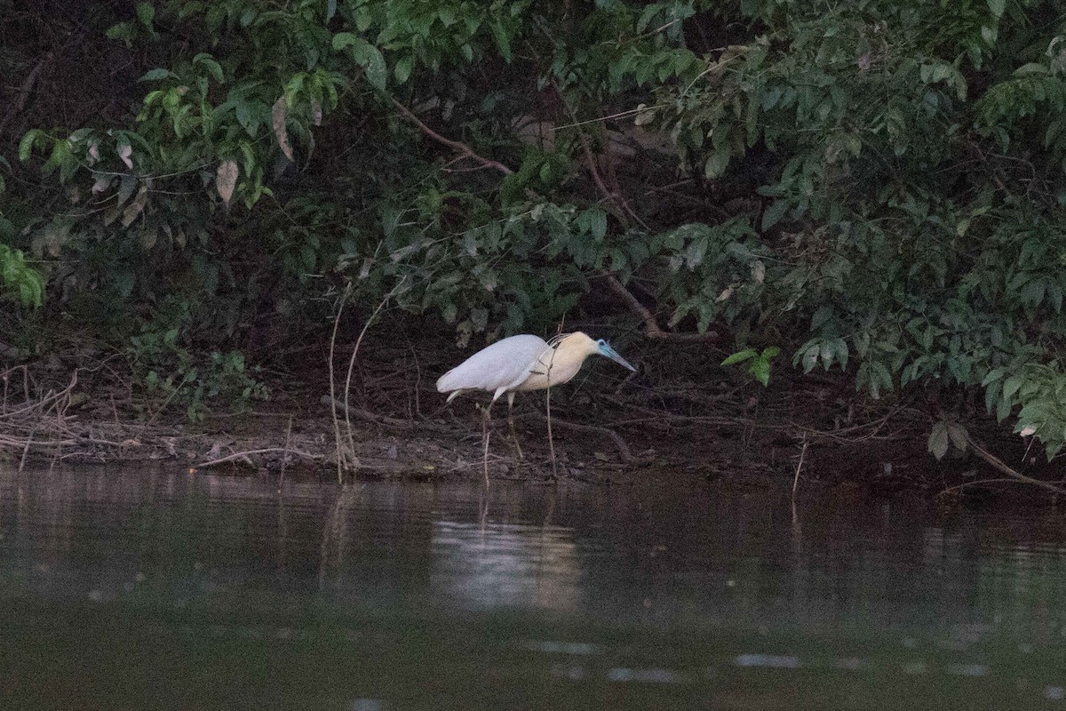 Capped Heron - ML141140081