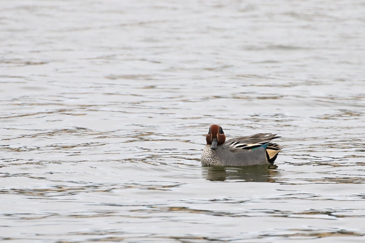 Green-winged Teal - ML141140141