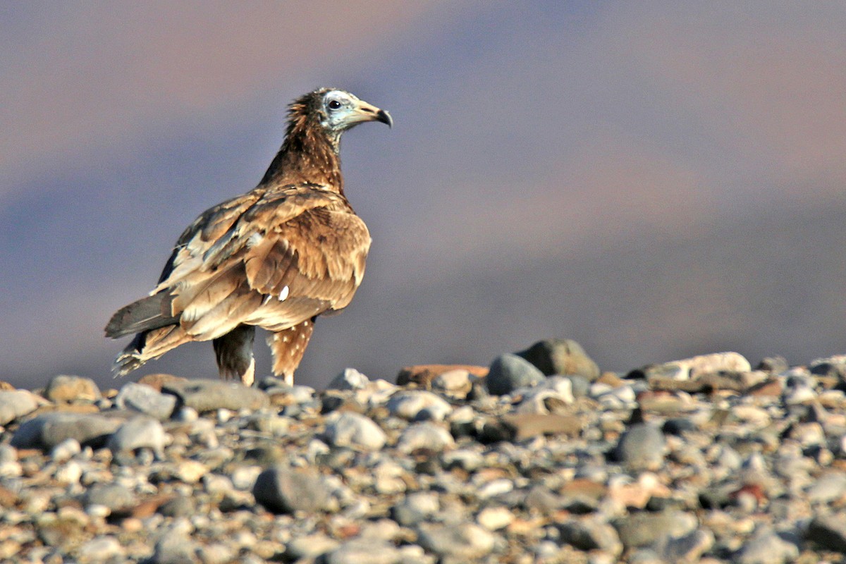 Egyptian Vulture - ML141141371