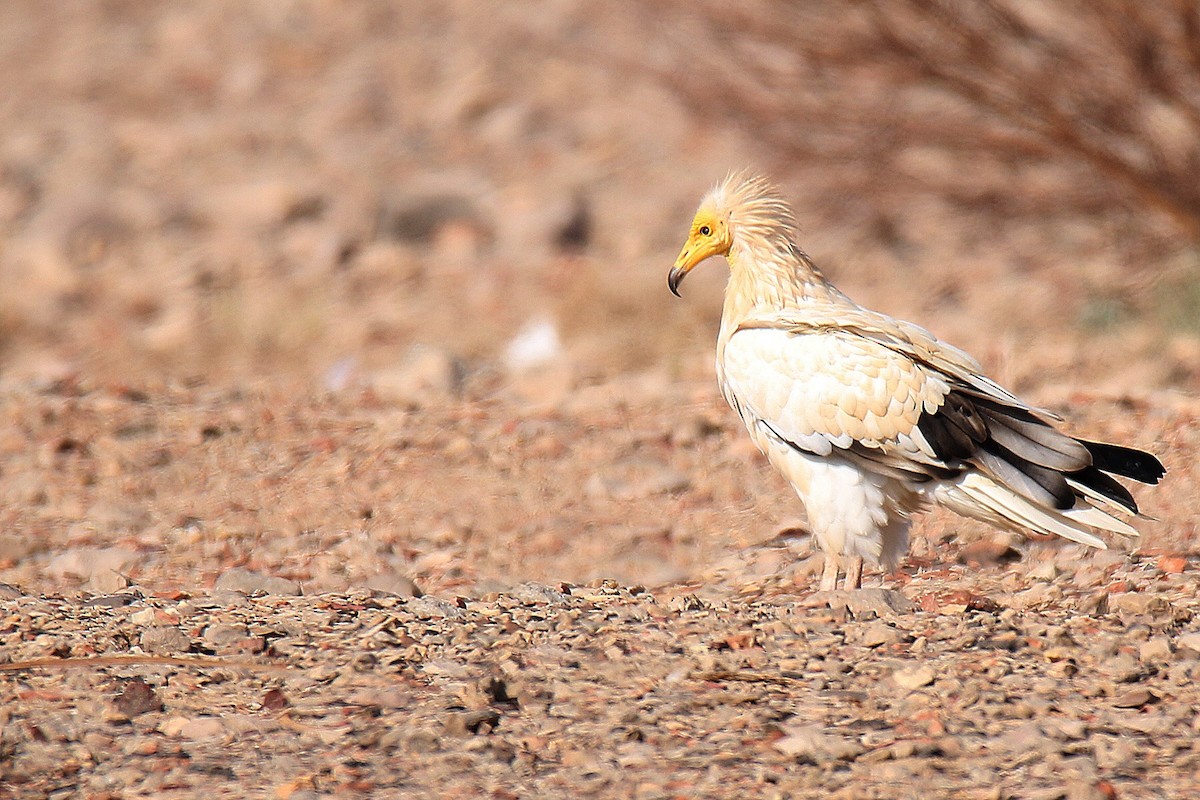 Egyptian Vulture - ML141141401