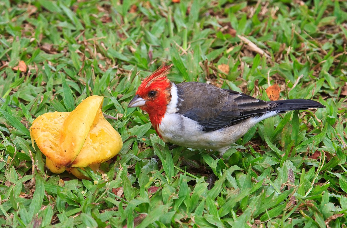 Red-crested Cardinal - ML141141601