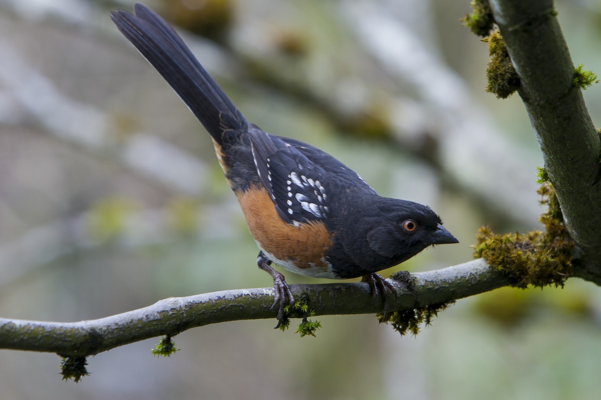 Spotted Towhee - ML141142271