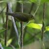 Alström's Warbler - ML141142861