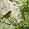 Alström's Warbler - ML141142871