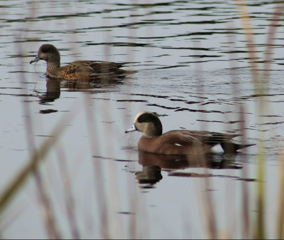 American Wigeon - ML141142971