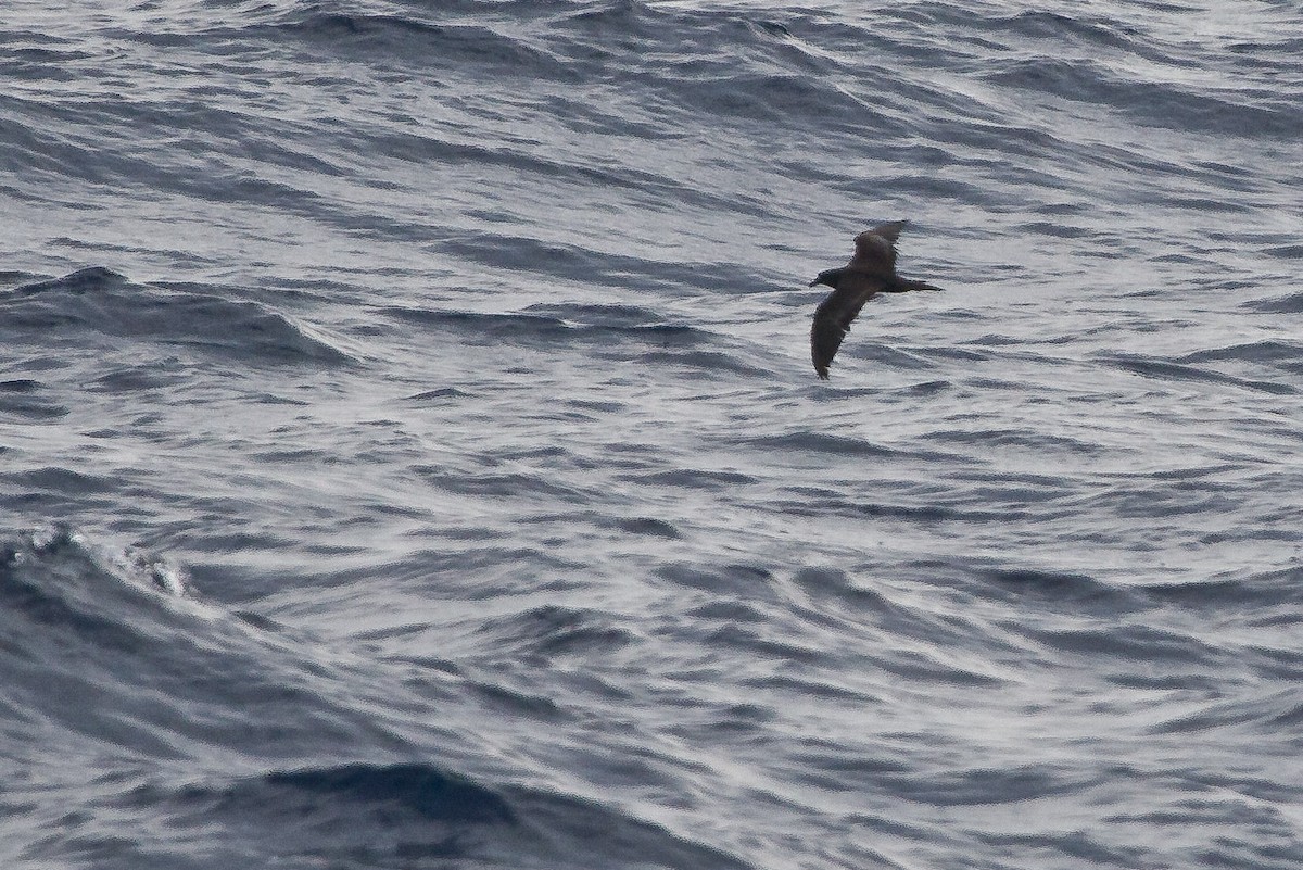 Jouanin's Petrel - ML141143441