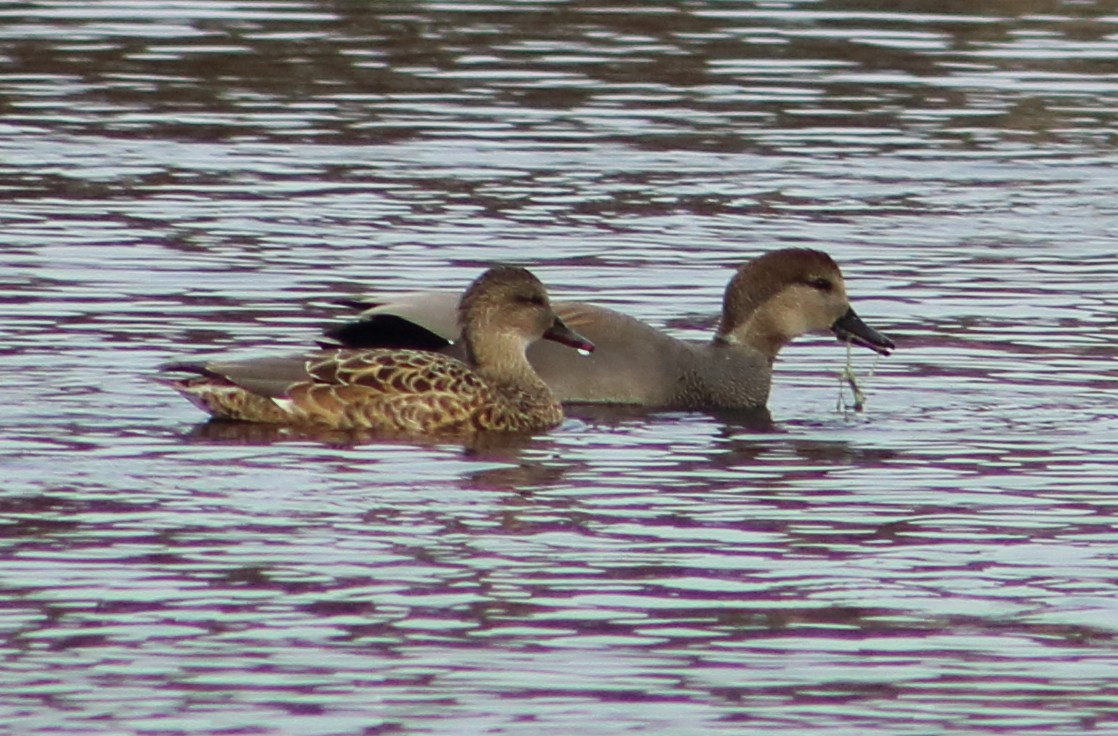 Gadwall - ML141143541