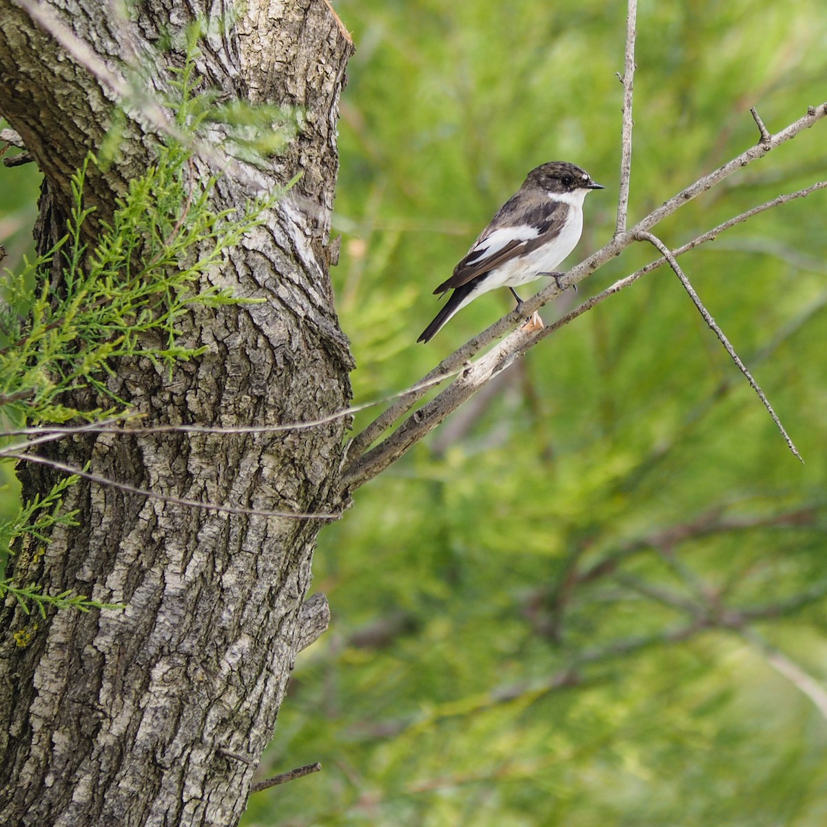 European Pied Flycatcher - ML141144721