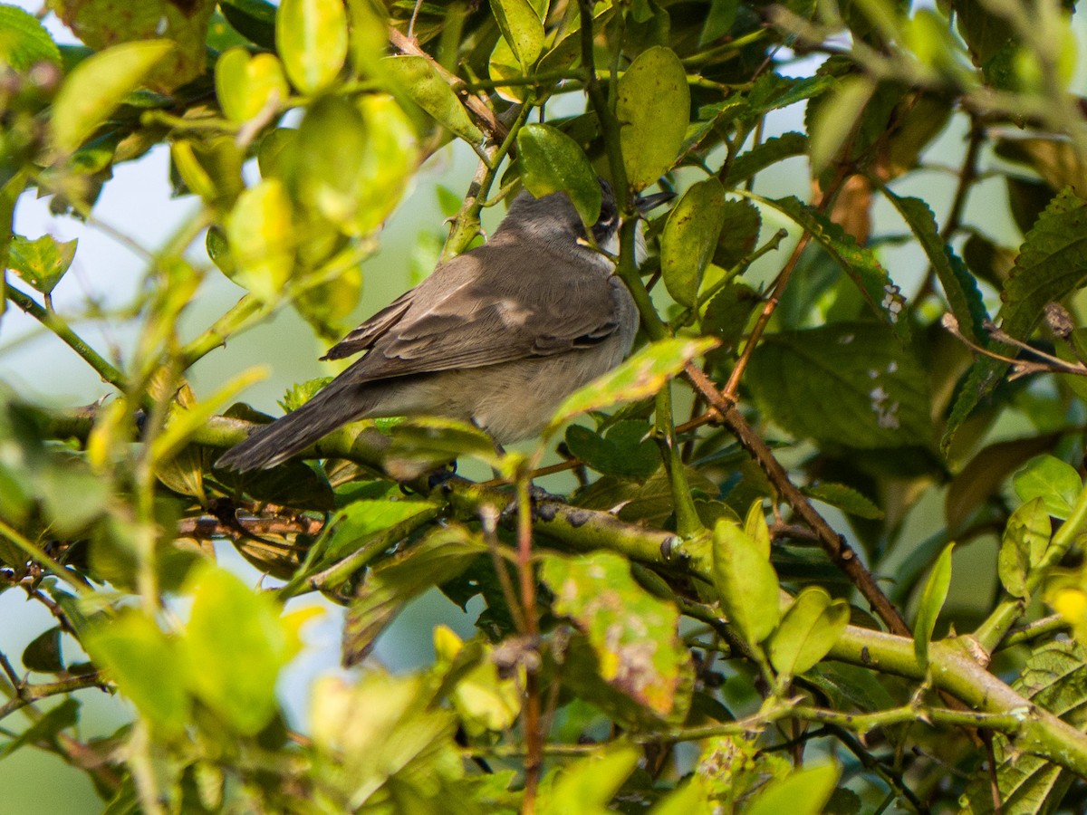 Lesser Whitethroat (Hume's) - ML141146221