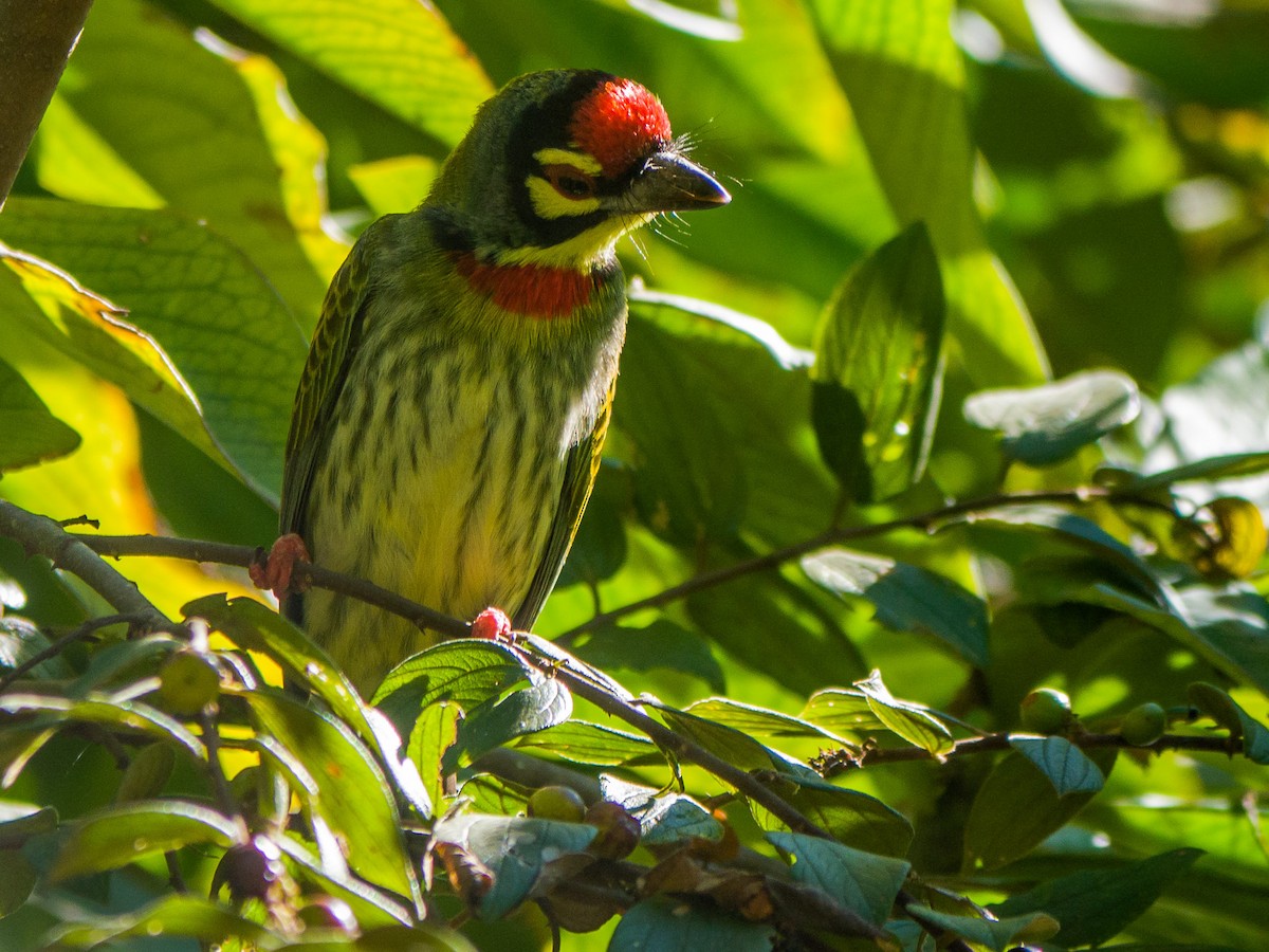 Coppersmith Barbet - Mike Prince