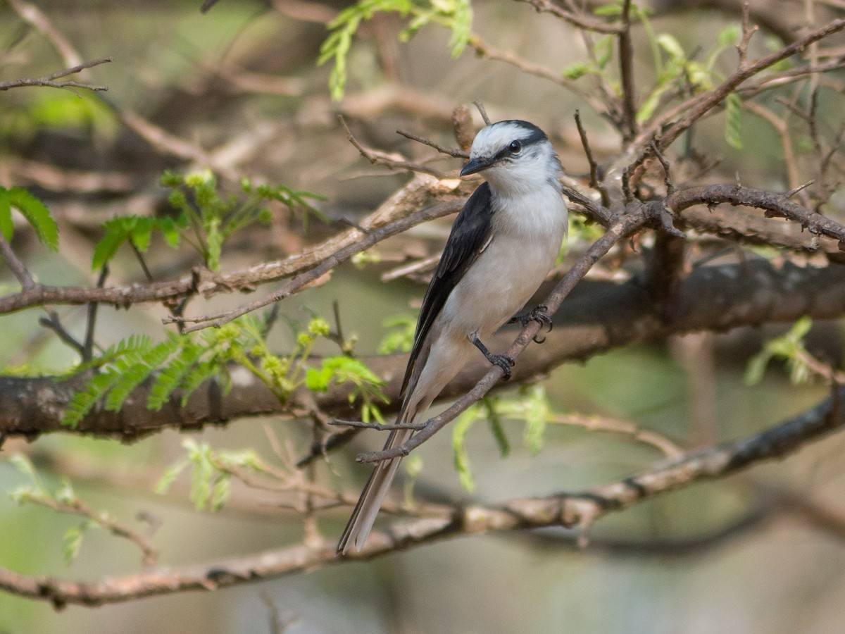 Brown-rumped Minivet - ML141146551