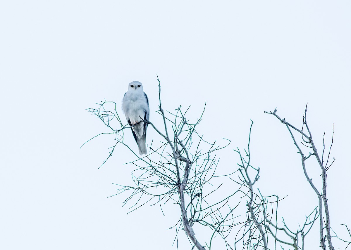 White-tailed Kite - ML141146881