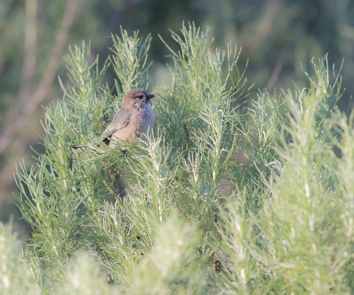 Bushtit - ML141146921