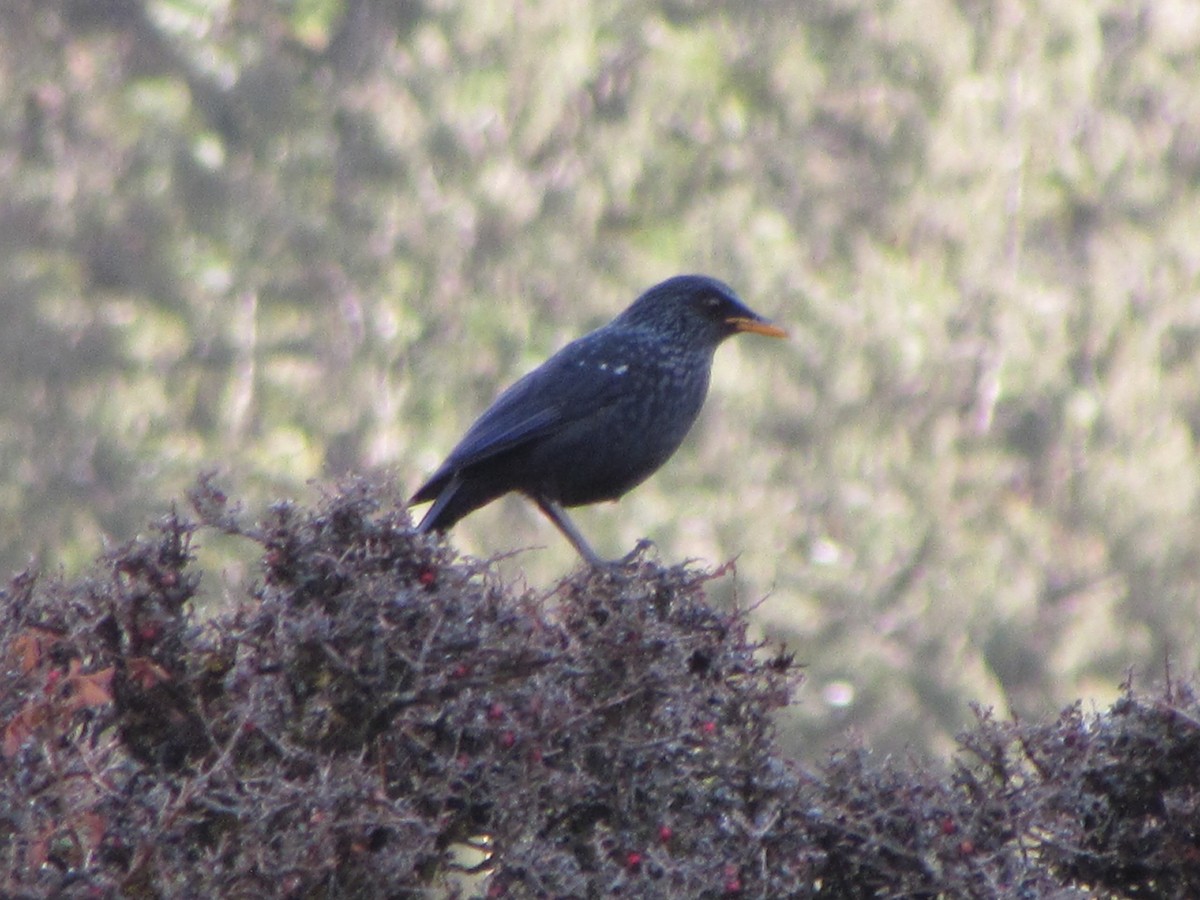 Blue Whistling-Thrush - ML141148141