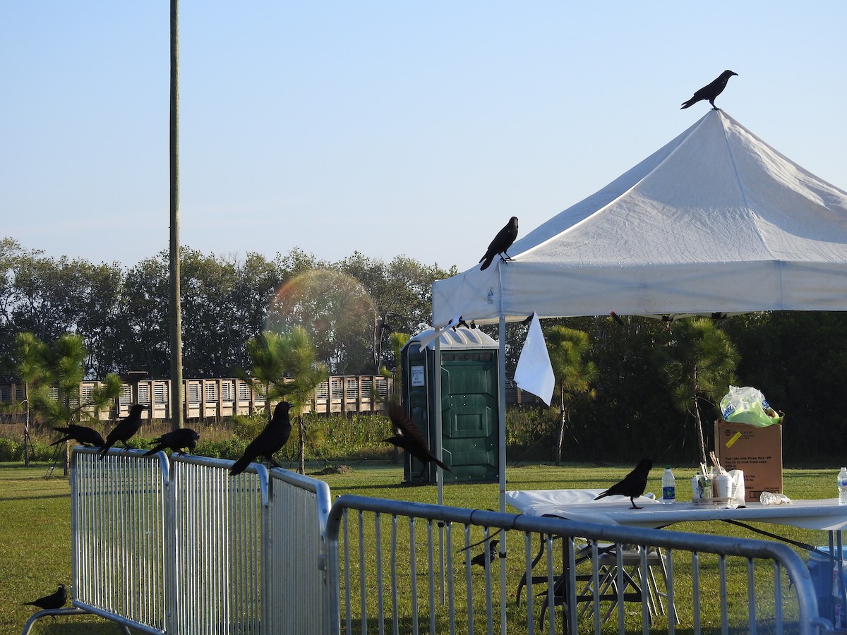 Fish Crow - ML141149011