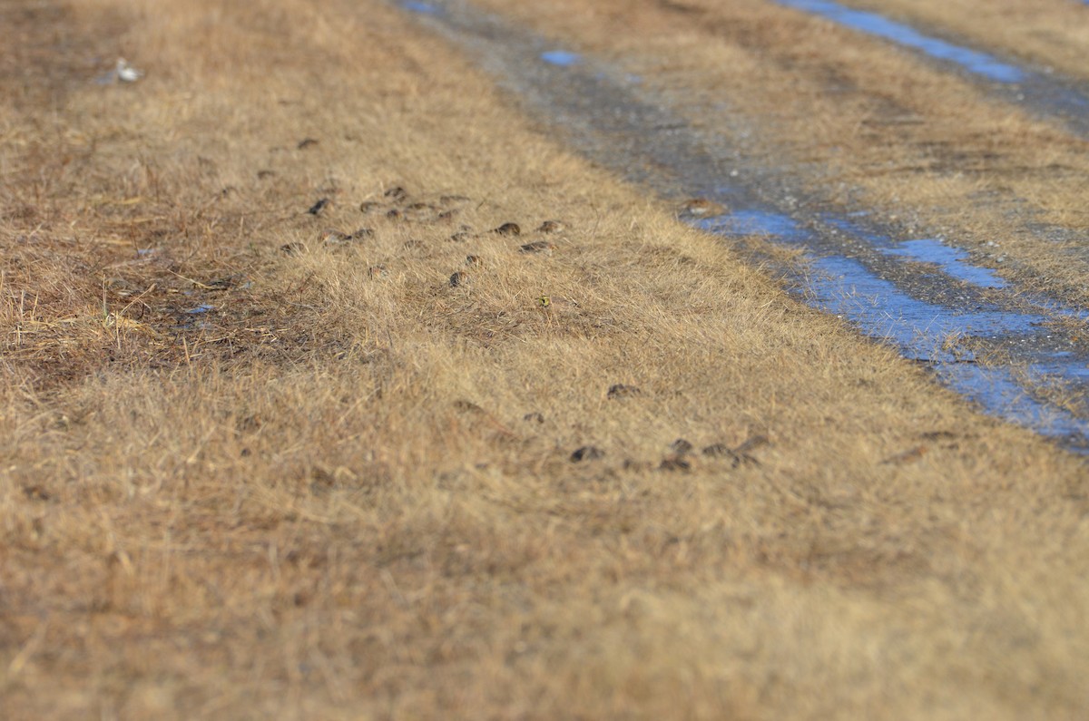 Horned Lark - ML141149531