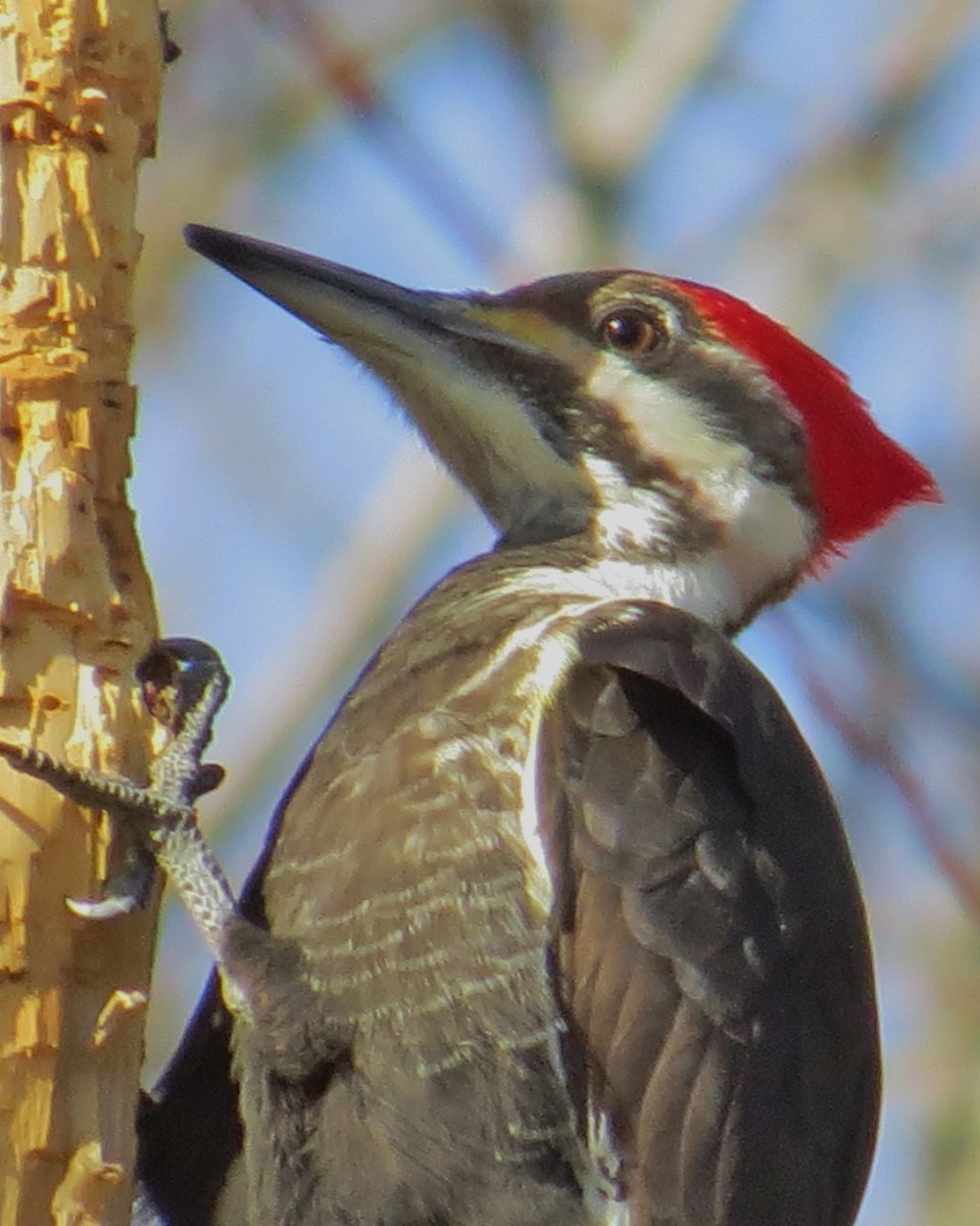 Pileated Woodpecker - David Littlepage