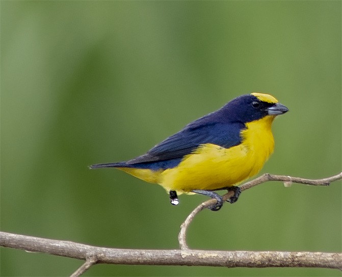 Thick-billed Euphonia - ML141153111